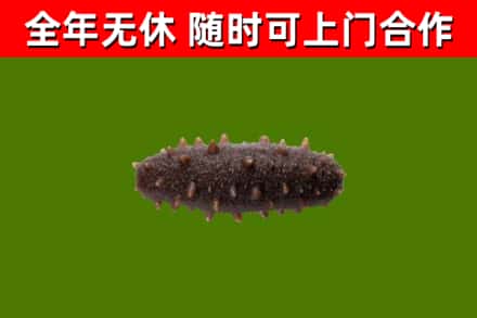 海东回收海参干